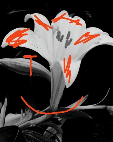 染血的百合，会付出什么代价？