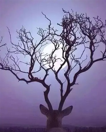 晓夜玲珑