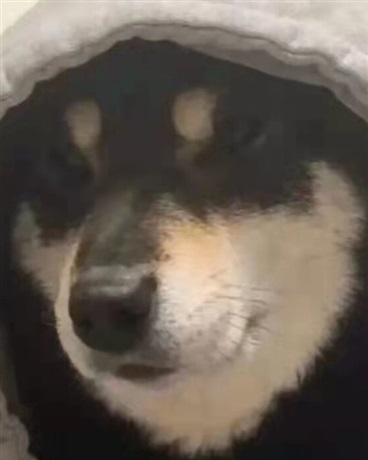 成仙为盛