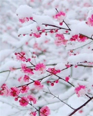 傲雪梅花盛开时