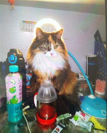 猫与龙与星辰