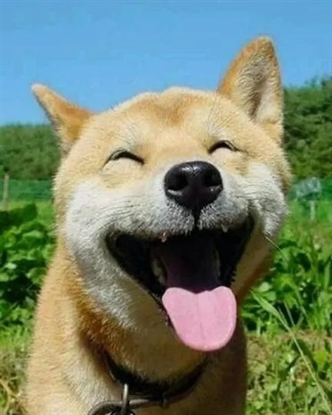 李有犬的转世犬生涯