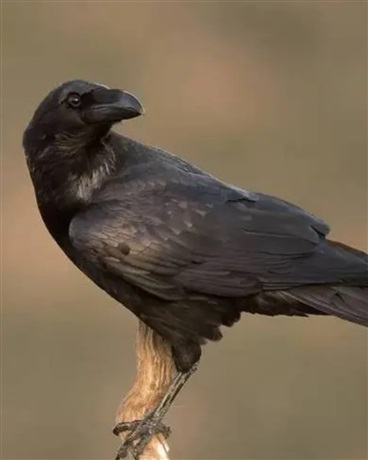 Raven