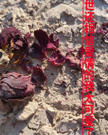 在末世还相信爱情的我太可爱了