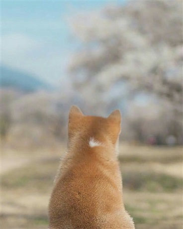 侦探洛鱼：停更