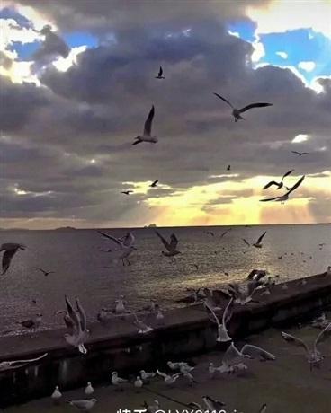 江南八个小只的恋情