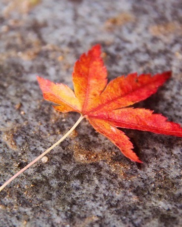 现实or梦的高中狂想曲