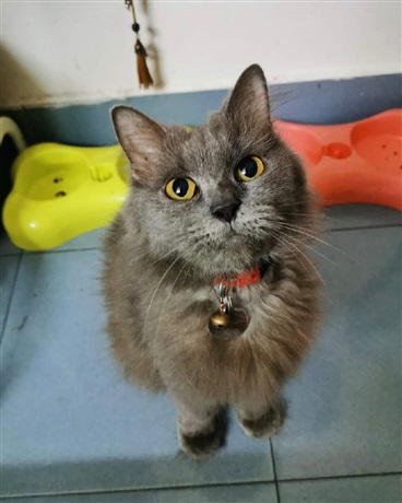 不一样的猫