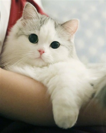 我是他的猫