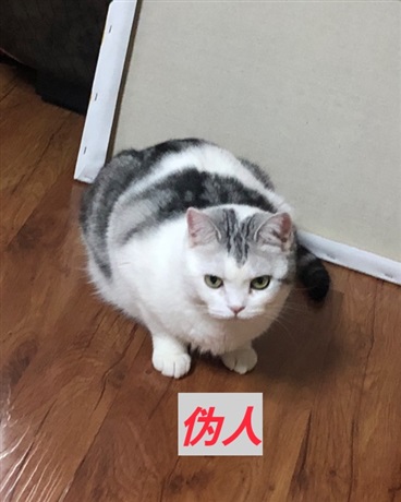 曼德拉记录之续