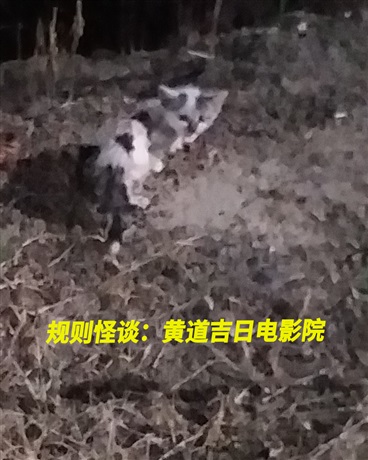 规则怪谈：黄道吉日电影院