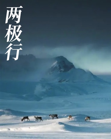 两极行