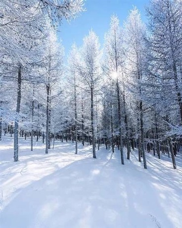 雪与花的协奏曲