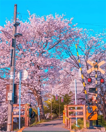 等到花开叶落时