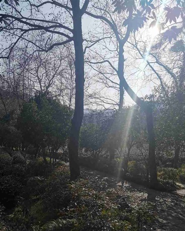 我好像又看见，那抹无序的绿色