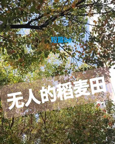 随笔：无人的稻麦田