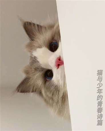 猫与少年的青春诗篇
