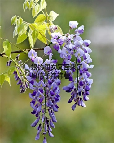 娘的闺女又回来了