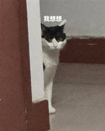 Tc曼陀罗：空殿遗诏