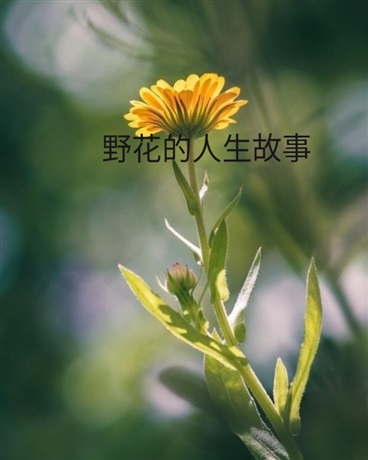 野花的人生故事