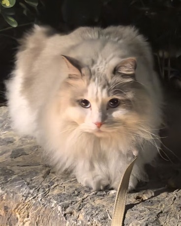 因为不能撸猫引发的故事