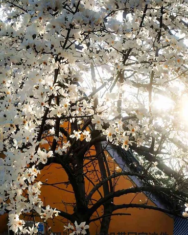 关于被当成神侍被带回家这件事