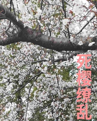 死樱缭乱