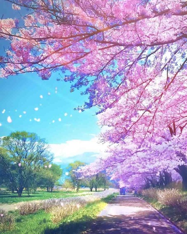 樱花，观察者日志