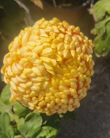 神秘少女错过春日部第一驱魔师