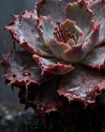 艺术学院落榜后，竟成血肉信者？