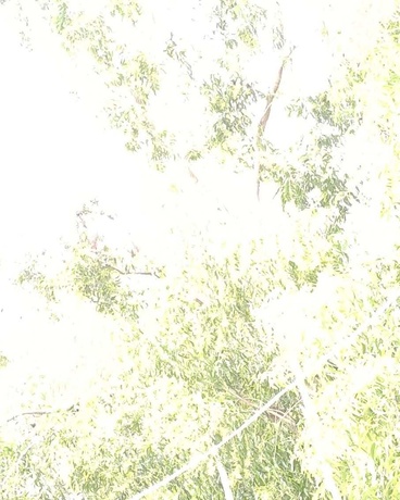 忧郁小姐的乱像