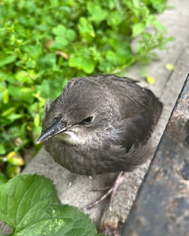 憧憬成为魔物少女