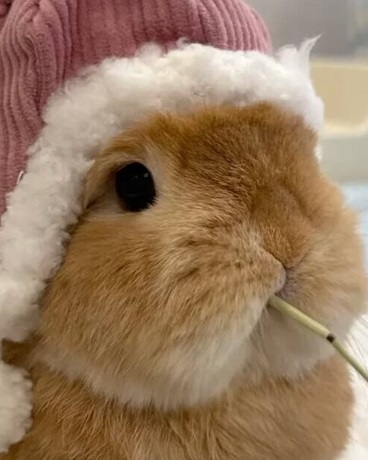 看了百集菠萝包后我也成了小兔娘