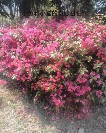 小兔和小猫的奇妙日记