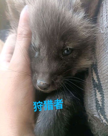 狩猎者：永夜猎手