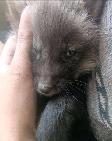 狩猎者：永夜猎手