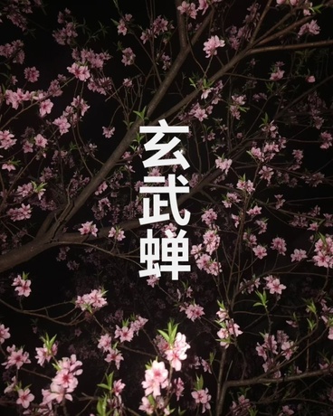 玄武蝉
