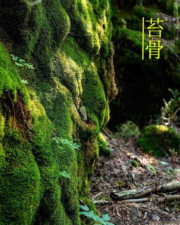 苔骨