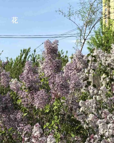花舞