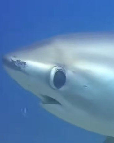 海眷沧舟