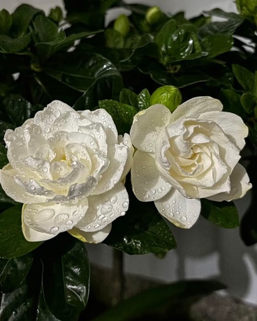 栀子花，等风吹过旧校舍