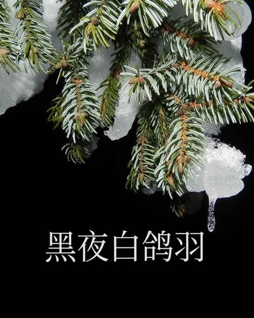 黑夜白鸽羽