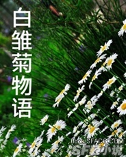 白雏菊物语
