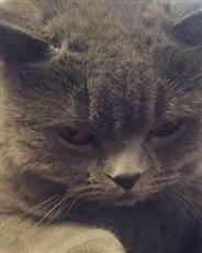 蒂尼亚或一个古国的黄昏